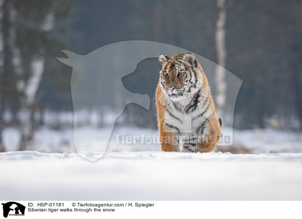 Sibirischer Tiger luft durch den Schnee / Siberian tiger walks through the snow / HSP-01181