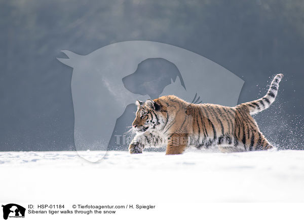 Sibirischer Tiger rennt durch den Schnee / Siberian tiger walks through the snow / HSP-01184