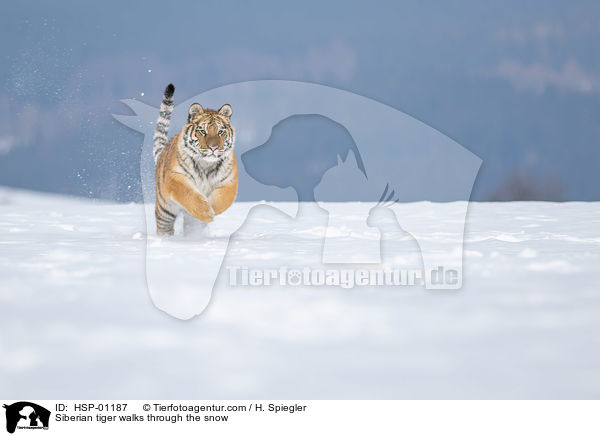 Sibirischer Tiger rennt durch den Schnee / Siberian tiger walks through the snow / HSP-01187