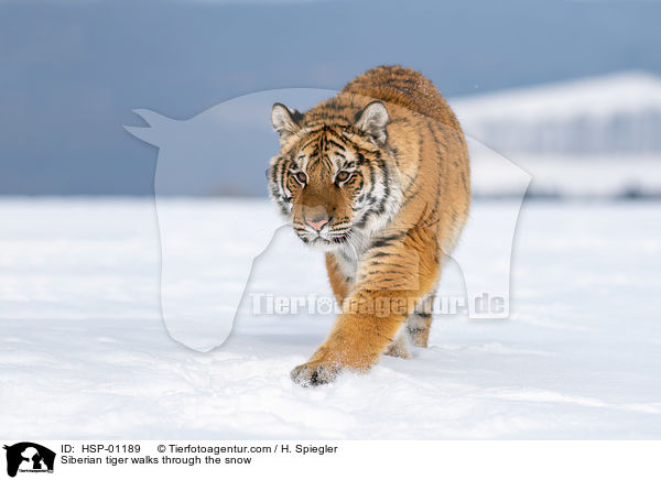 Sibirischer Tiger luft durch den Schnee / Siberian tiger walks through the snow / HSP-01189