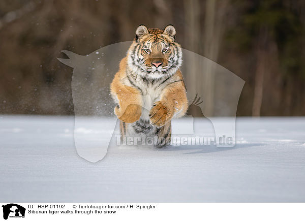 Sibirischer Tiger rennt durch den Schnee / Siberian tiger walks through the snow / HSP-01192