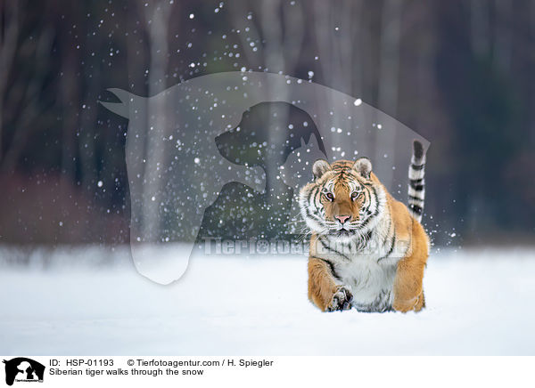 Sibirischer Tiger rennt durch den Schnee / Siberian tiger walks through the snow / HSP-01193