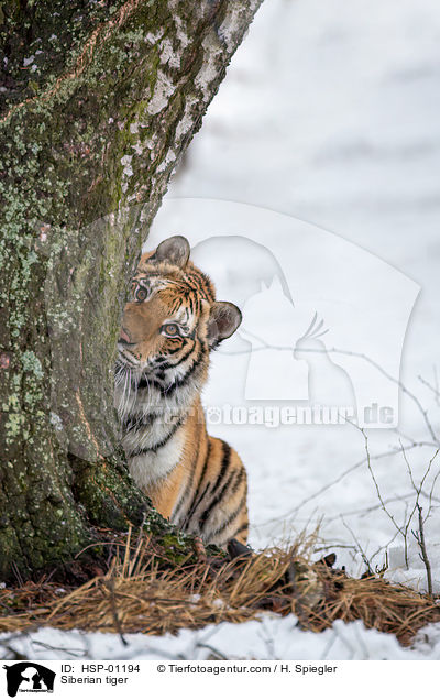 Sibirischer Tiger / Siberian tiger / HSP-01194