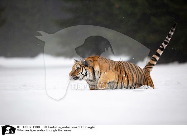 Sibirischer Tiger rennt durch den Schnee / Siberian tiger walks through the snow / HSP-01199