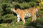 tiger