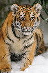 Siberian tiger