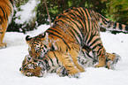 Siberian tiger