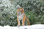 Siberian tiger