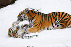 Siberian tiger