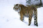 Siberian tiger