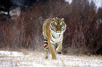 Siberian tiger