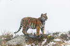 young Amur tiger