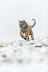 young Amur tiger