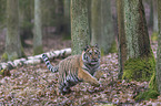 young Amur tiger