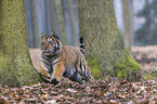 young Amur tiger