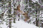 fighting Siberian Tiger