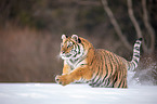 Siberian tiger walks through the snow