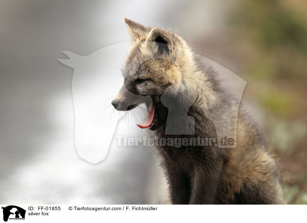 Silberfuchs / silver fox / FF-01855