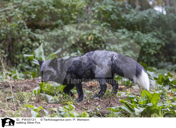 laufender Silberfuchs / walking Silver Fox / PW-05121