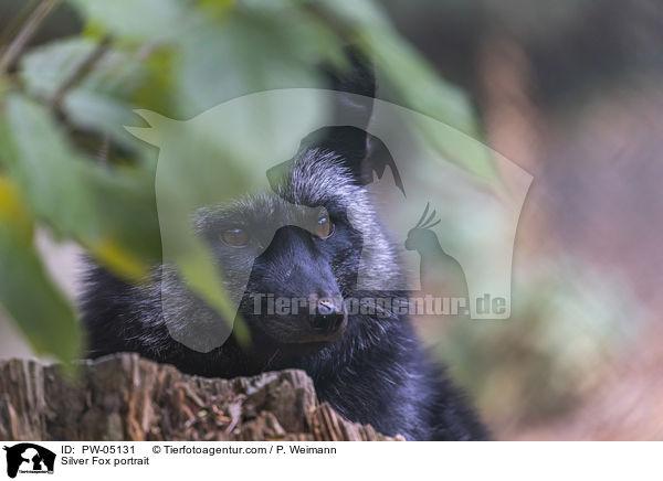 Silberfuchs Portrait / Silver Fox portrait / PW-05131