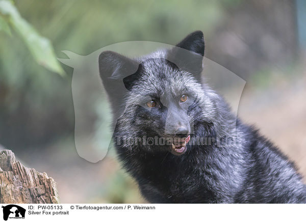 Silberfuchs Portrait / Silver Fox portrait / PW-05133