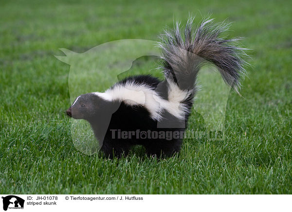 Streifenskunk / striped skunk / JH-01078