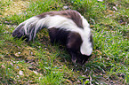 skunk