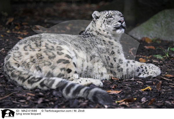 liegender Schneeleopard / lying snow leopard / MAZ-01686