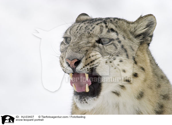 Schneeleopard Portrait / snow leopard portrait / HJ-03407