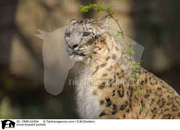 Schneeleopard Portrait / snow leopard portrait / DMS-02494