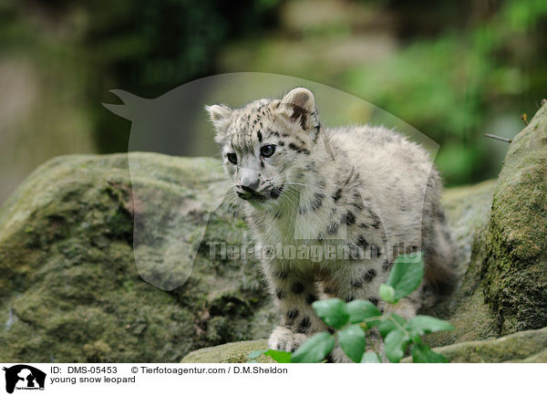 young snow leopard / DMS-05453