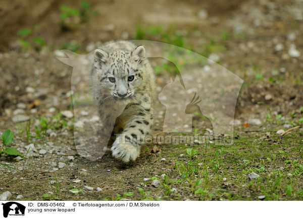 young snow leopard / DMS-05462