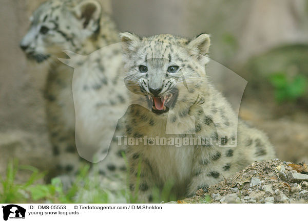 young snow leopards / DMS-05553