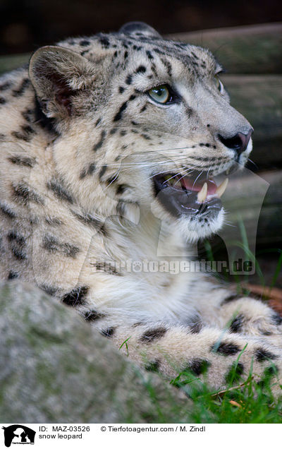 snow leopard / MAZ-03526