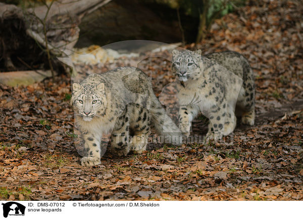 snow leopards / DMS-07012