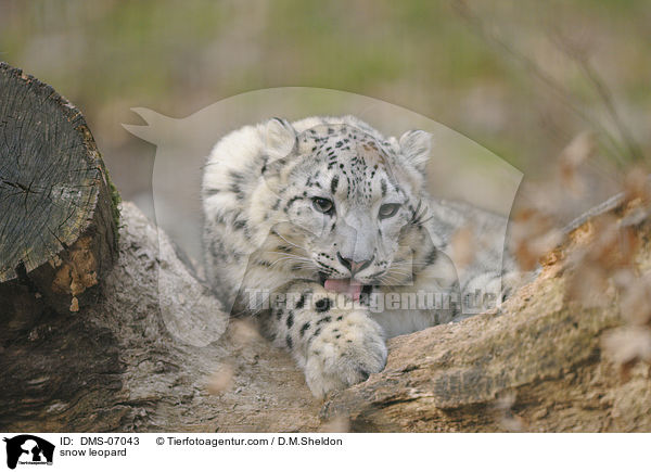 snow leopard / DMS-07043