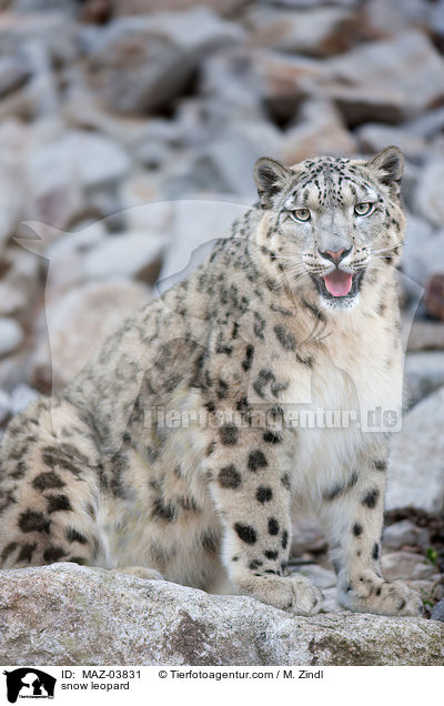 snow leopard / MAZ-03831