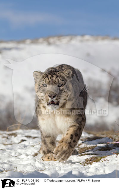 Schneeleopard / snow leopard / FLPA-04196