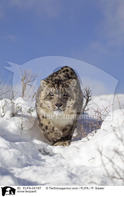 snow leopard / FLPA-04197