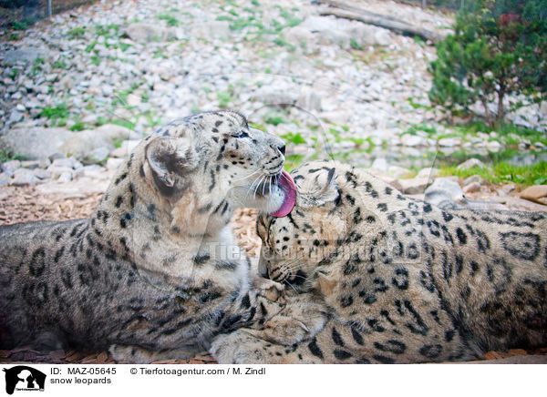 Schneeleoparden / snow leopards / MAZ-05645