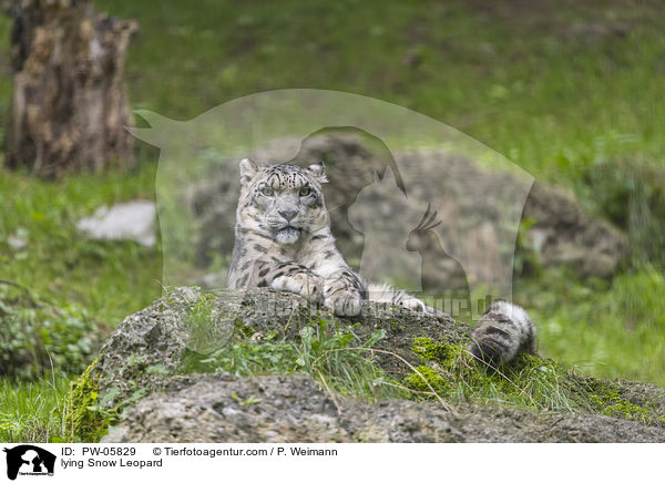 lying Snow Leopard / PW-05829