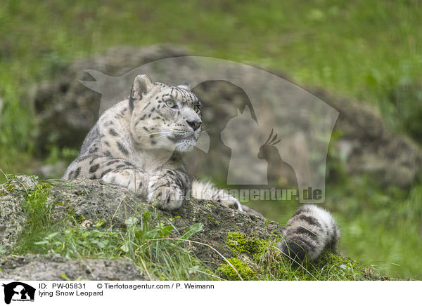 lying Snow Leopard / PW-05831