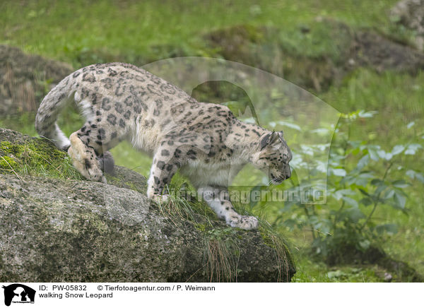 walking Snow Leopard / PW-05832