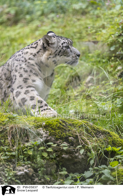 Snow Leopard / PW-05837