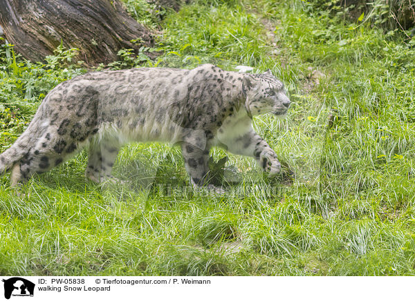 walking Snow Leopard / PW-05838