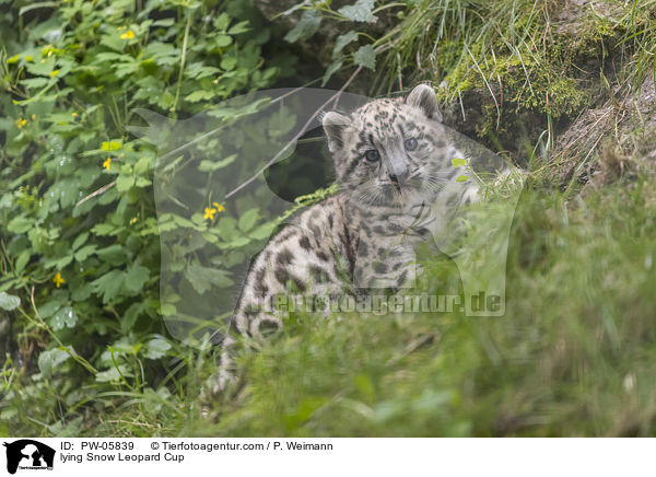 lying Snow Leopard Cup / PW-05839