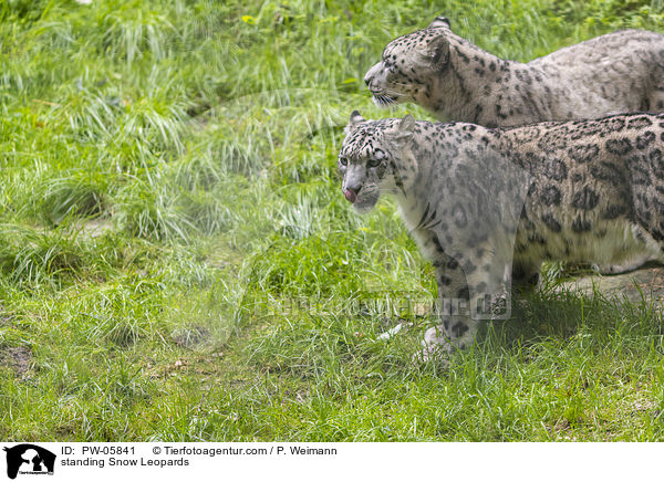 standing Snow Leopards / PW-05841