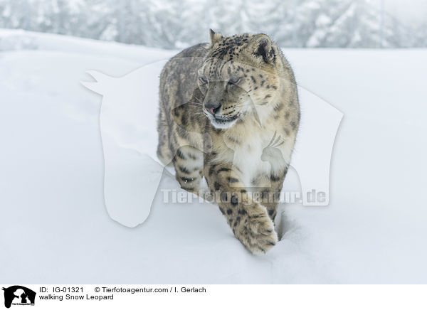 laufender Schneeleopard / walking Snow Leopard / IG-01321