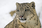 snow leopard portrait