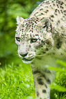 snow leopard